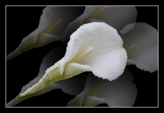 Gefrorene Blüte einer Calla