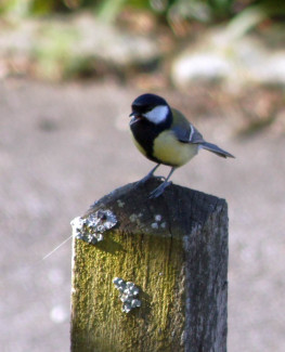 Kohlmeise auf Fetterkreis